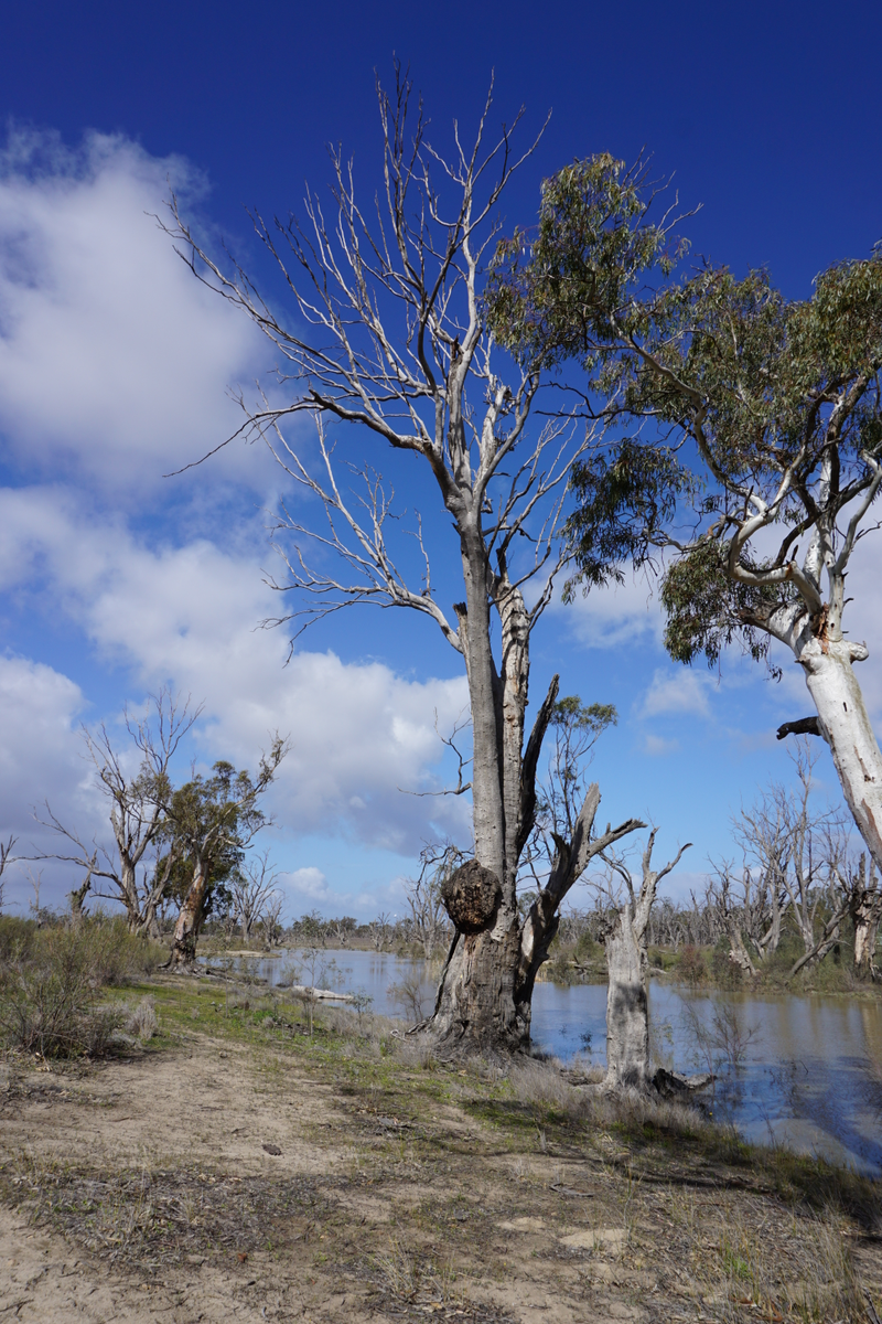 Illustration for article titled Roamin' the Riverland.